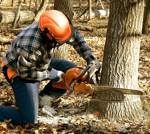 Tree Removal in Blairs, VA